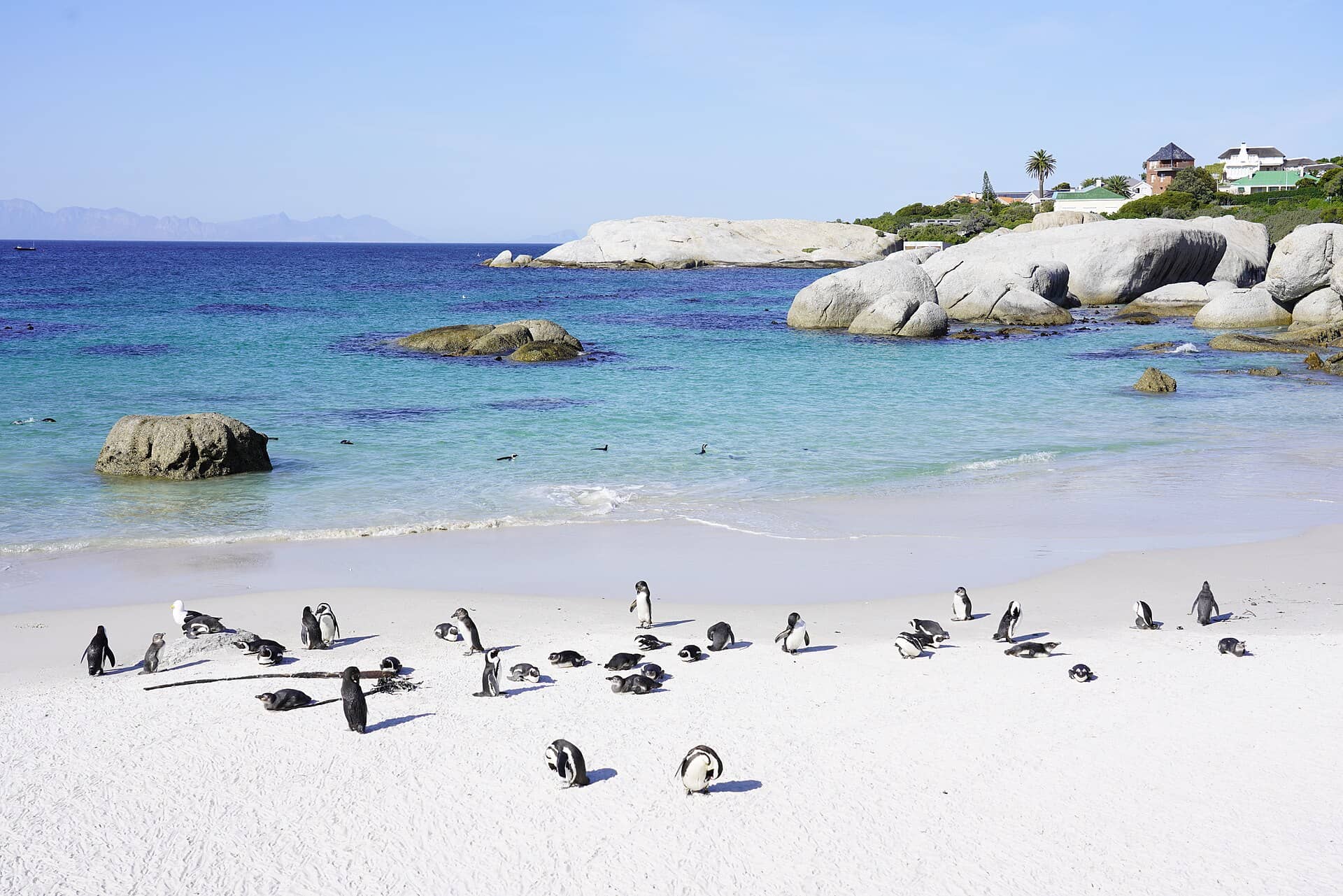 African penguins, Boulders Beach