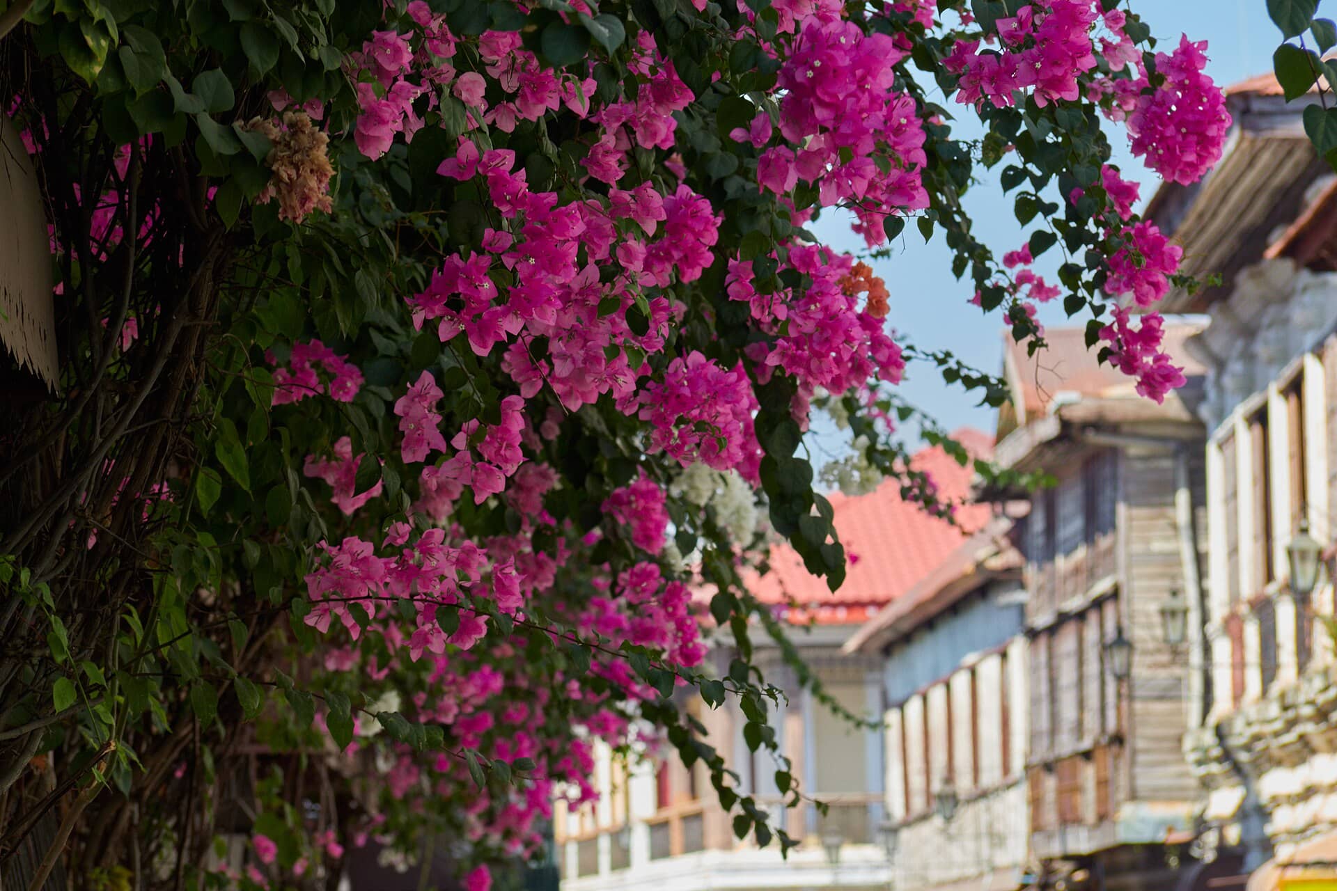 Calle Crisologo, Vigan