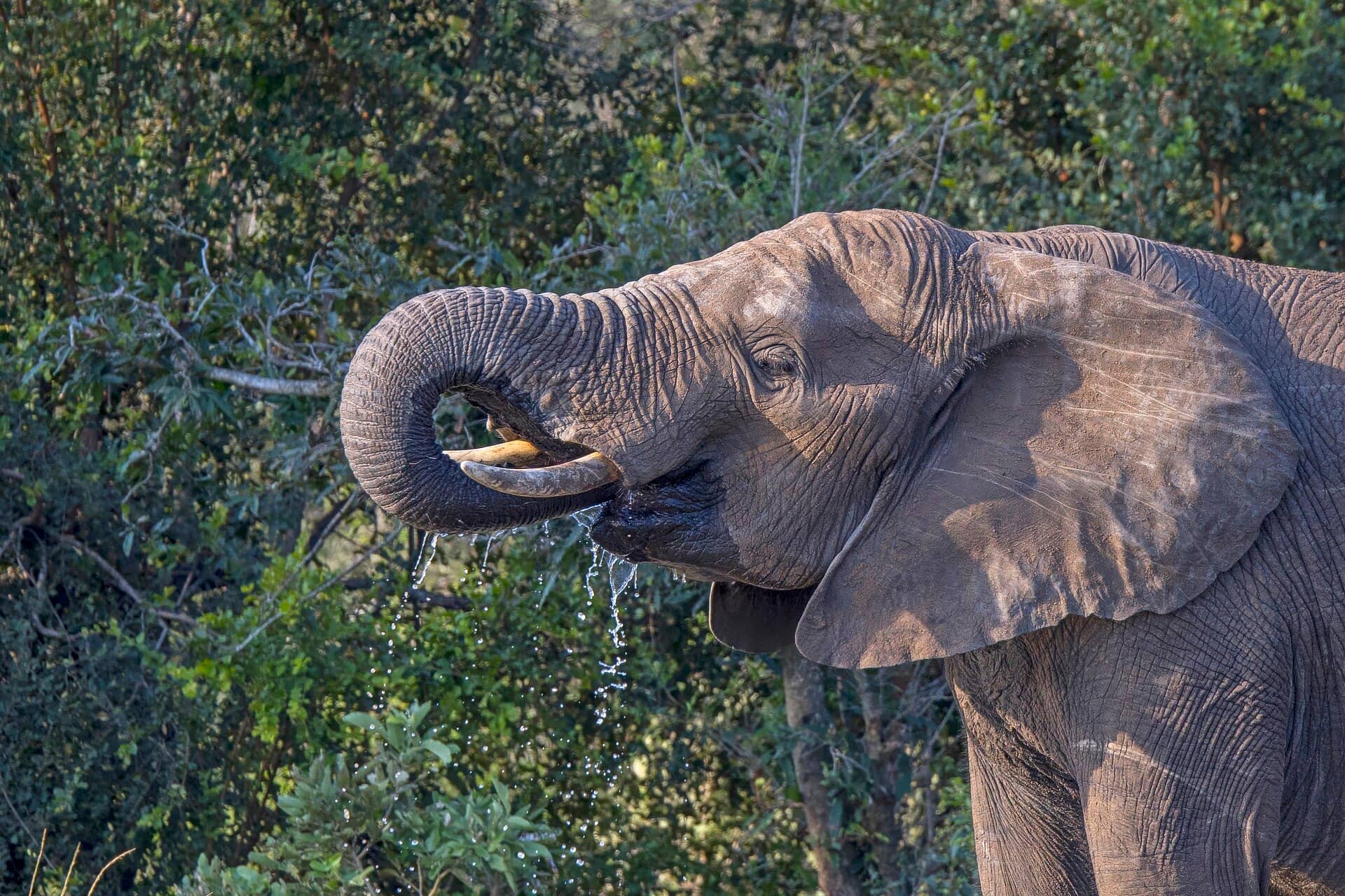 Elephant at a waterhole, Kruger National Park